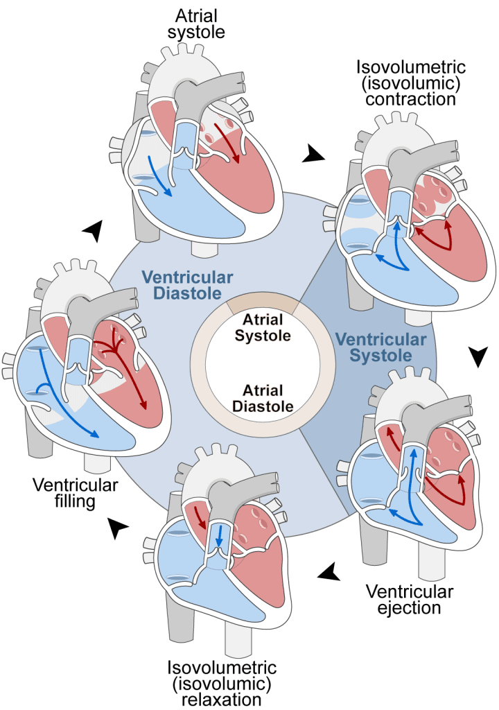 Cardiac Cycle