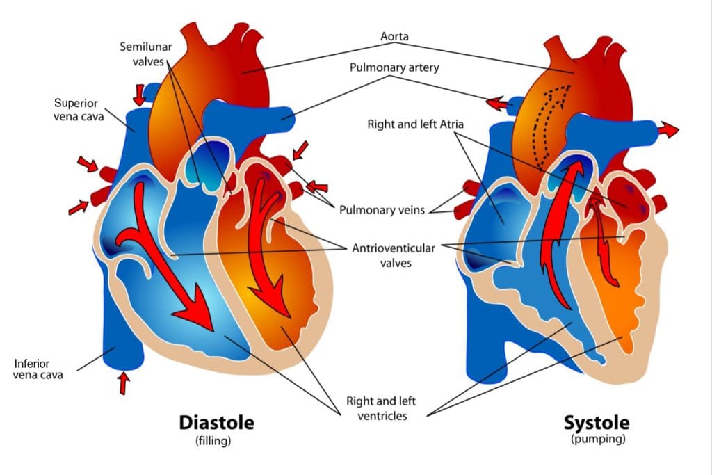 Cardiac Cycle