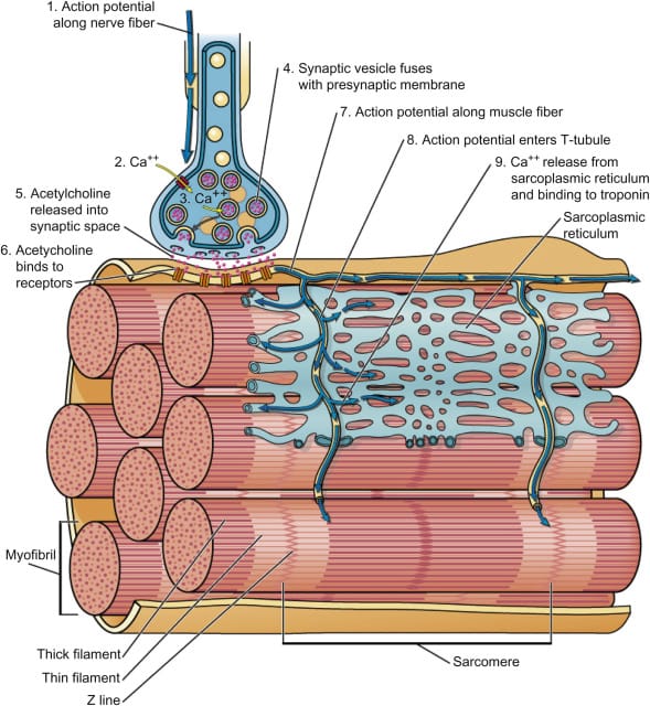 Muscle Contraction