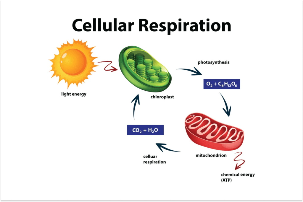 Cellular Respiration