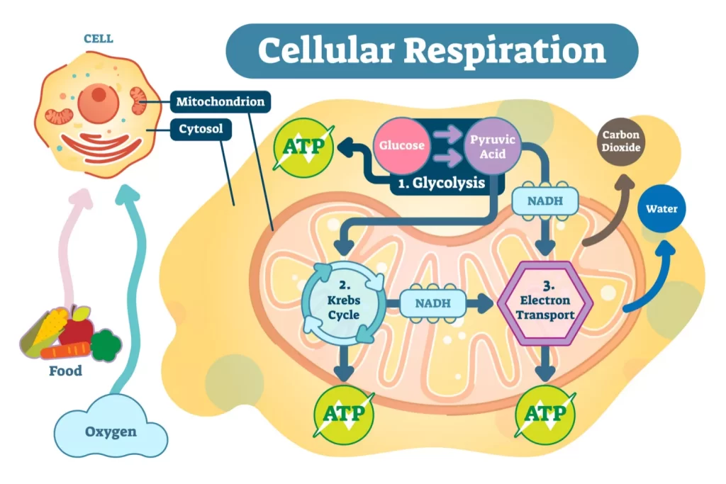 Cellular Respiration