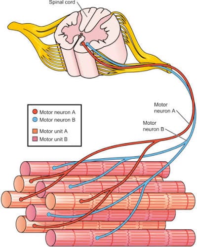 Muscle Contraction