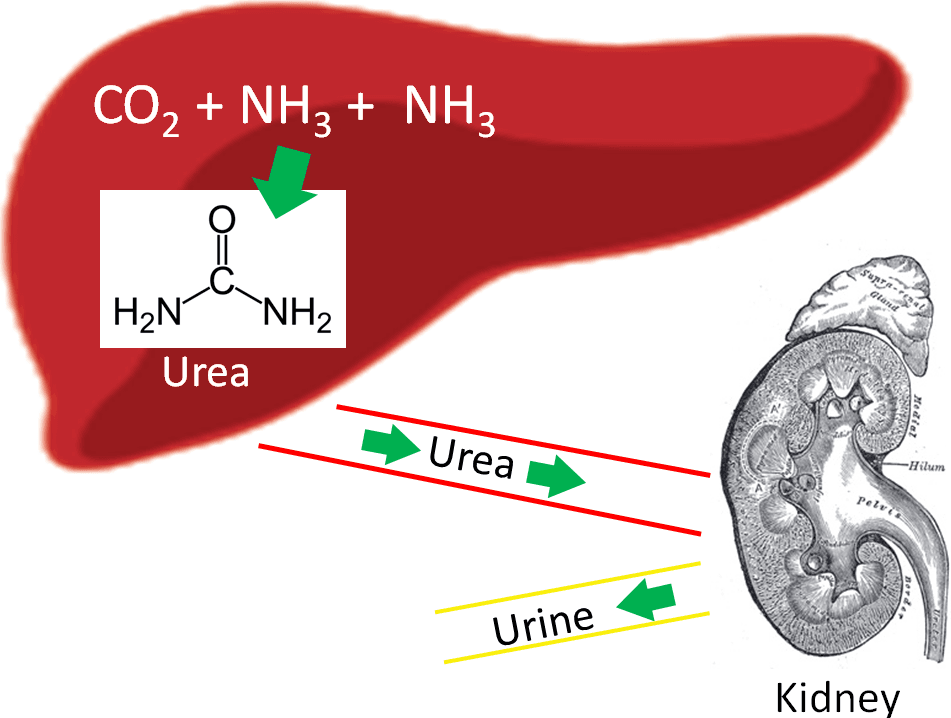 Transamination and Deamination