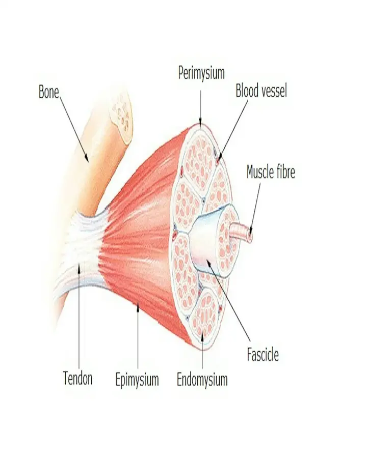 Muscle Contraction of Skeletal Muscles