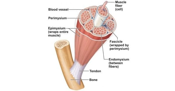Muscle Contraction of Skeletal Muscles