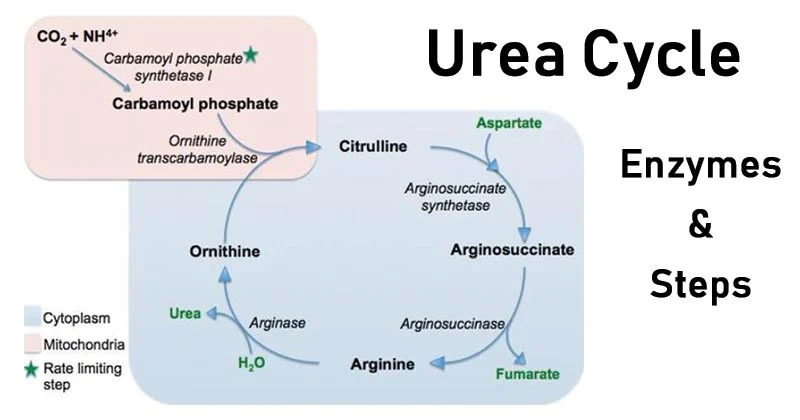 Urea Cycle