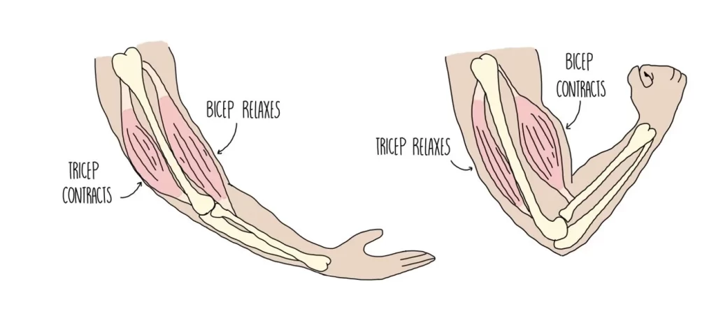 Muscle Contraction of Skeletal Muscles