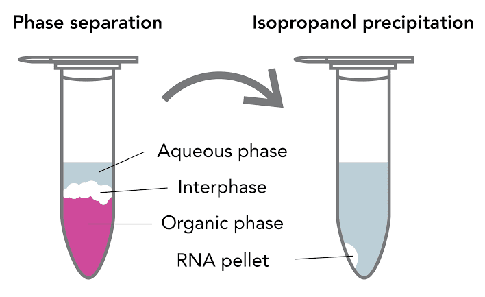 RNA Isolation