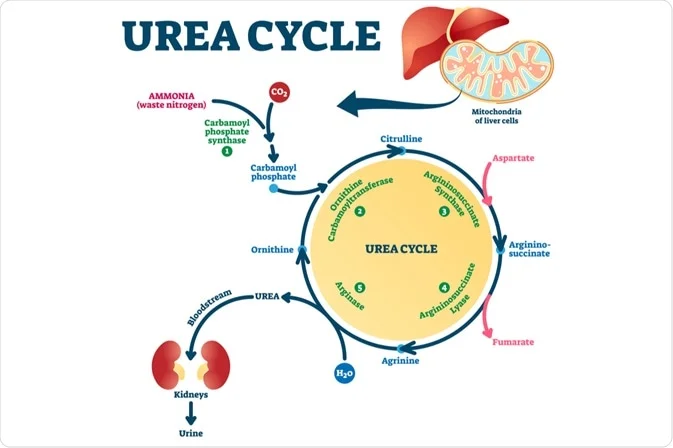 Urea Cycle